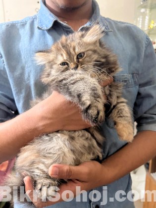 Traditional Tobby Kitten, Female
